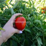 بذر گوجه فرنگی رویال - Image 6