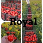 بذر گوجه فرنگی رویال - Image 7