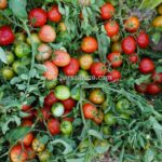 بذر گوجه فرنگی رویال - Image 8