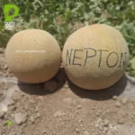 بذر ملون نپتون - Image 3