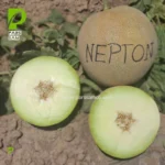 بذر ملون نپتون - Image 2