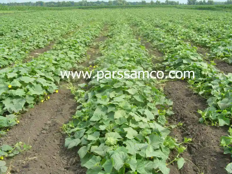 خیار فضای باز-انواع بذر صیفی جات